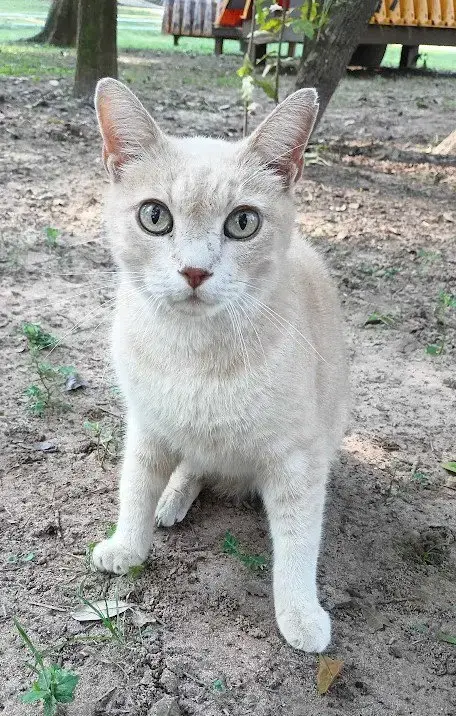 Buddy