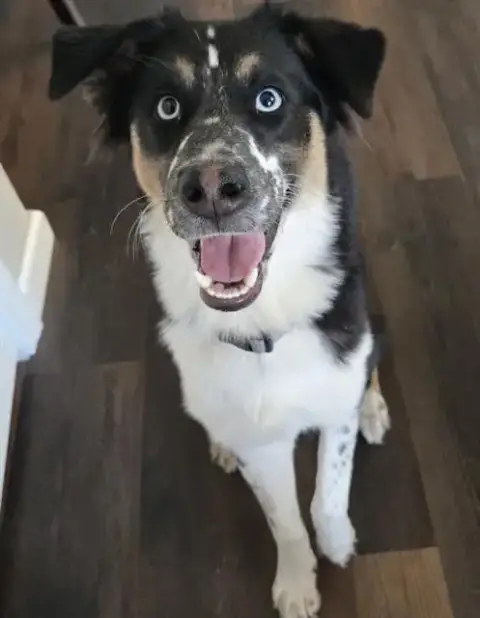 Skip
