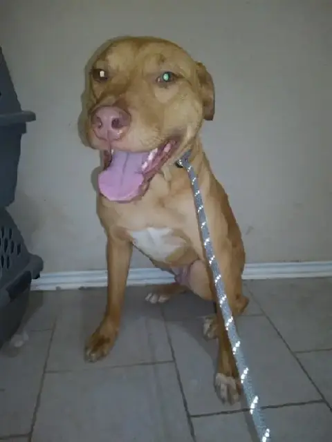 Tex