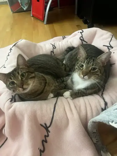 Copurrnicus Bonded With Ella photo 3
