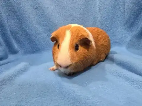 Tater & Tot