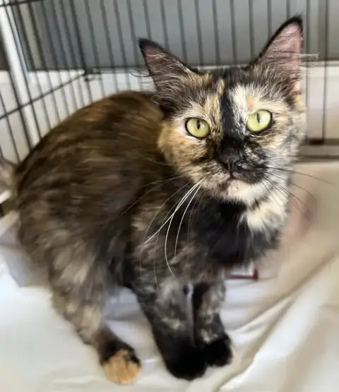 Delilah