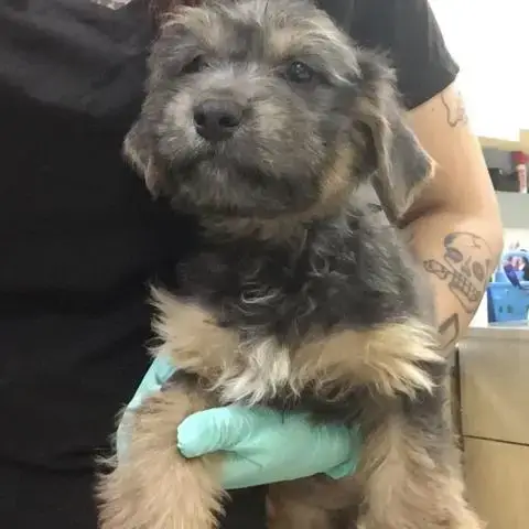 Taffy