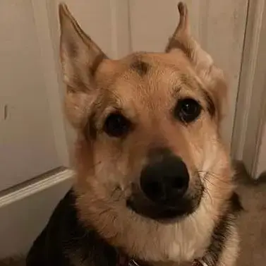 Sammi
