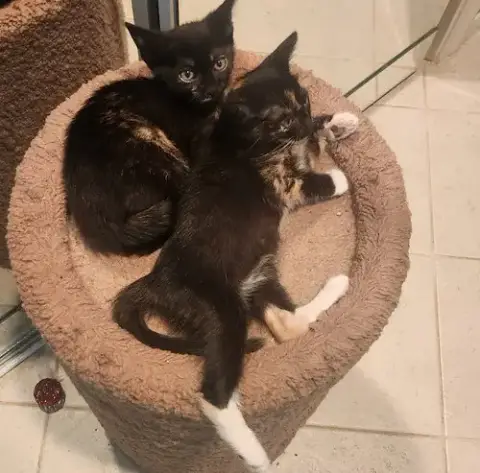 Florence & Frida #Bonded-Sisters photo 3