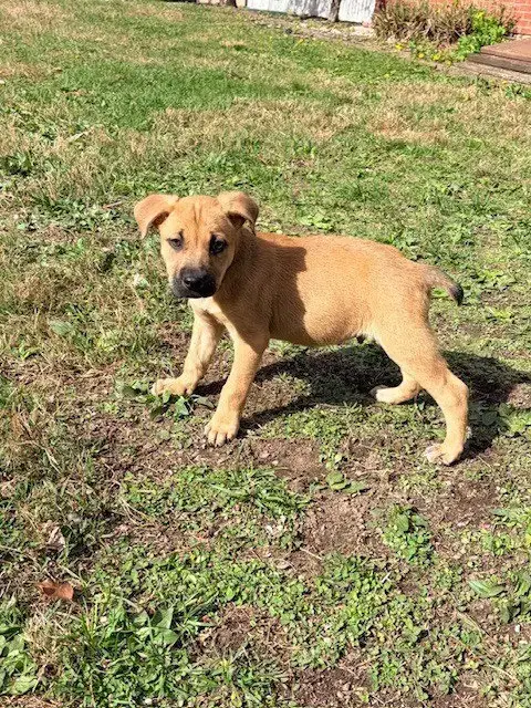 Ryder