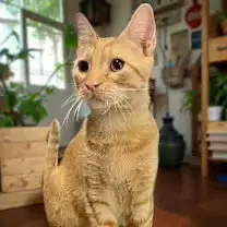 Dexter photo 2