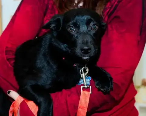 Glory Puppy photo 4