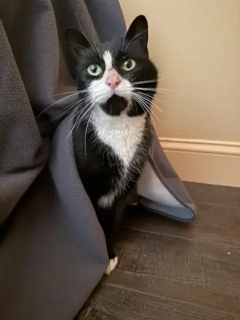 Mel