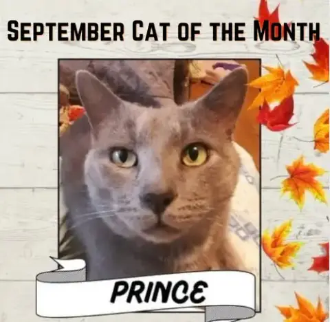 Prince photo 2
