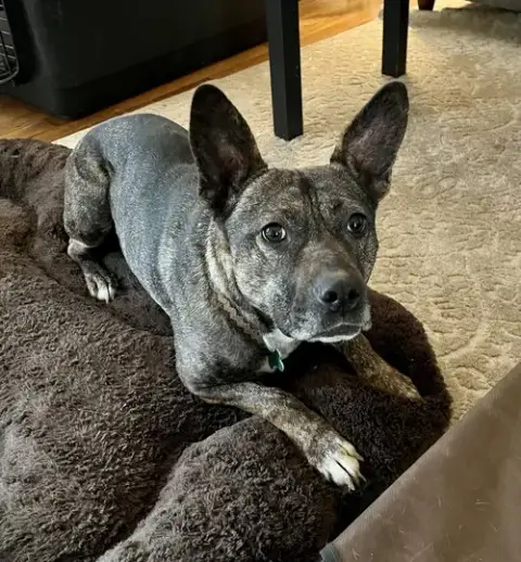 Heidi photo 4