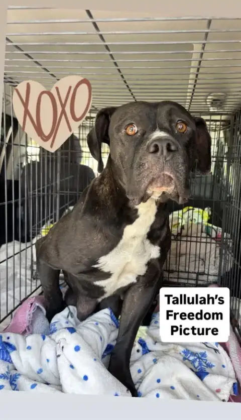 Tallulah photo 5