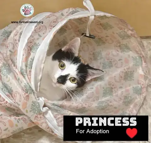 Princess