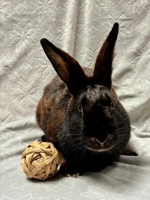 Bon-Bon*