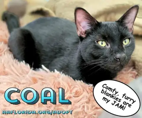 Coal photo 2