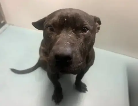 Roscoe