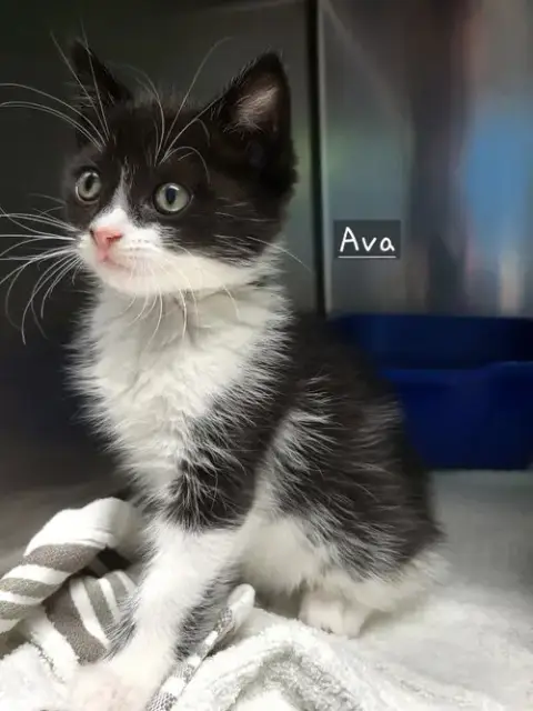 Ava