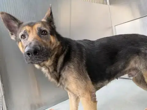 Chico