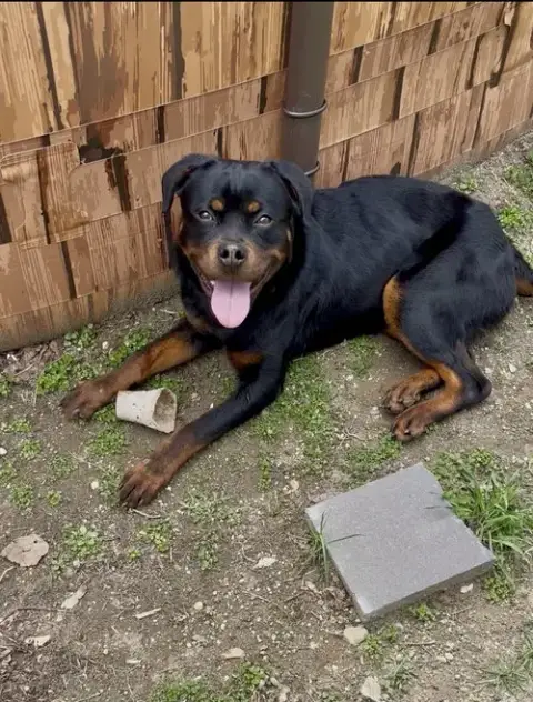 Remi The Rottie photo 2