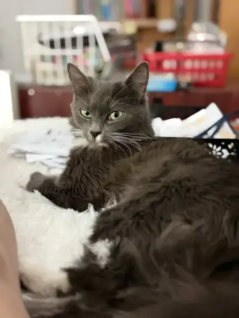 Kate Spayed