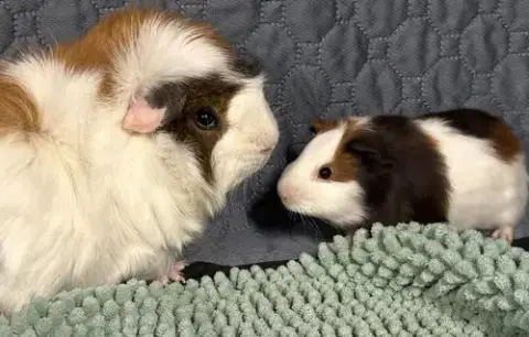 Pedro & Popsicle