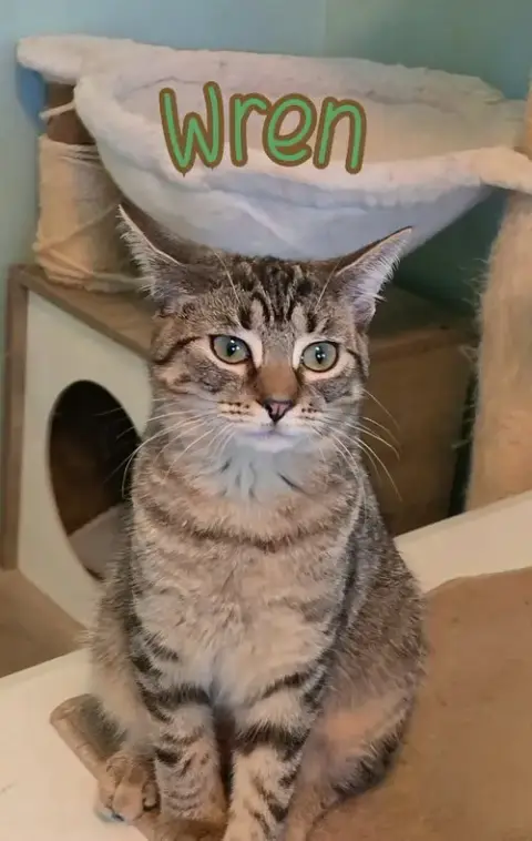 Wren