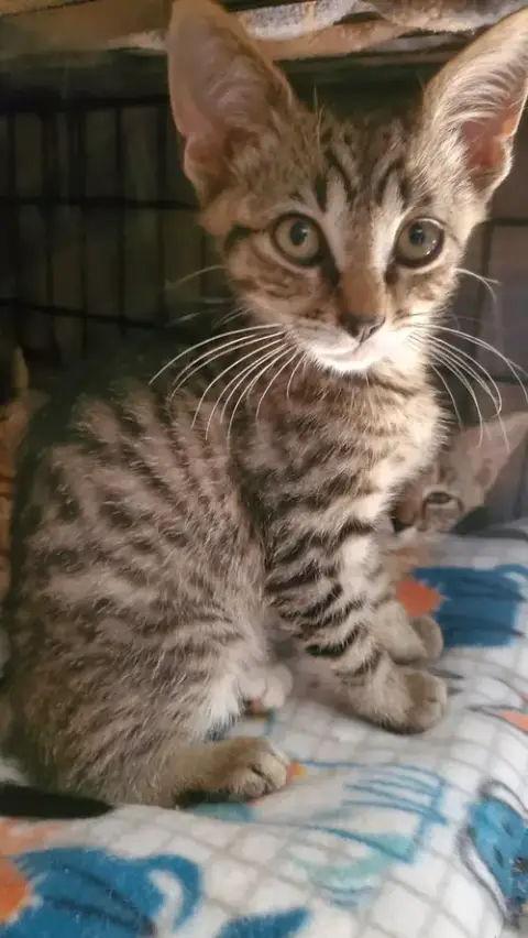 T Kitties photo 2