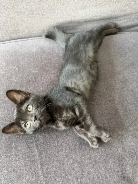 Eevee photo 4