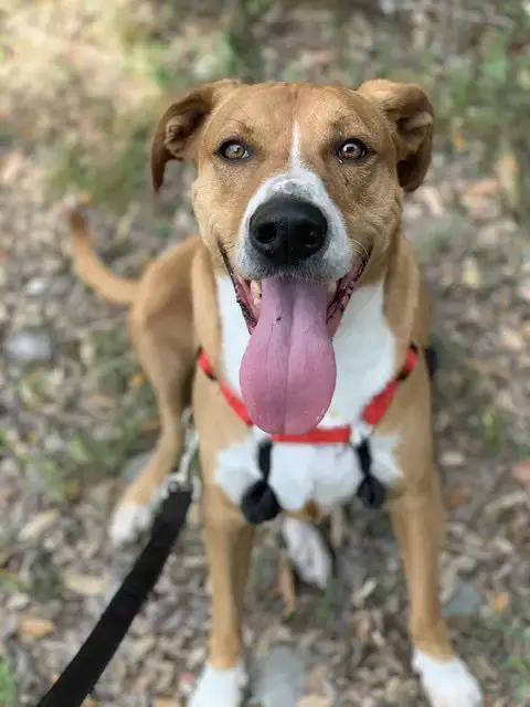 Buddy photo 2