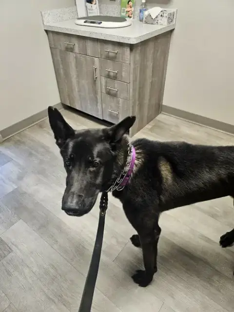 Ruger photo 4