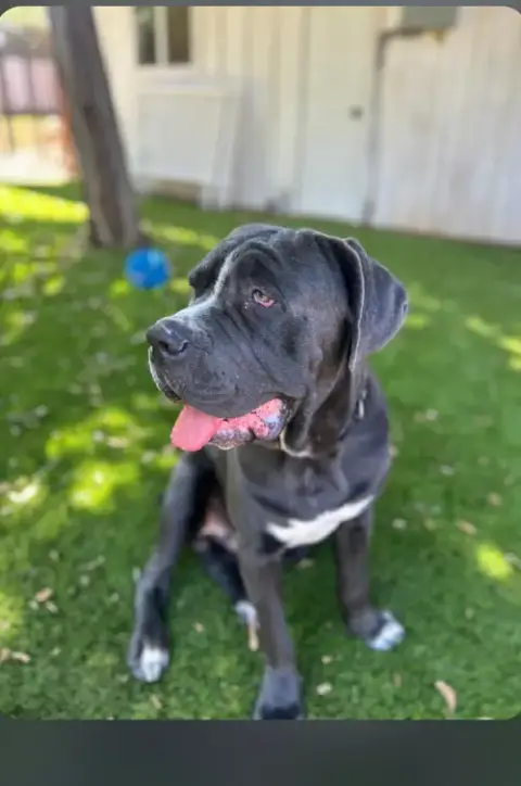 Brody "Facilitated Adoption" photo 2