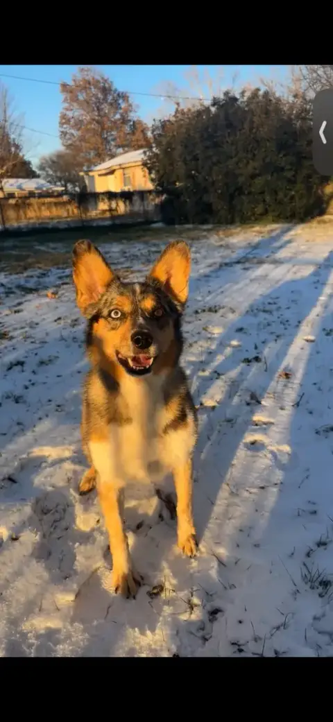 Hank The Cowdog photo 2