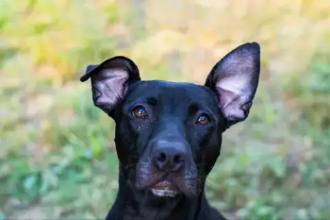 Kora photo 5