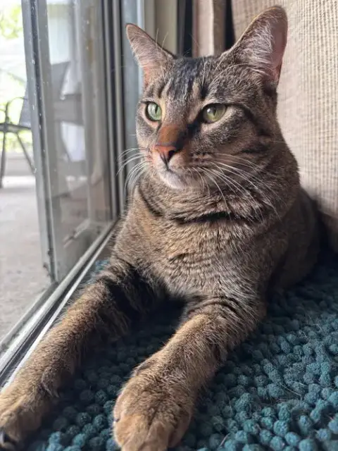 Ollie
