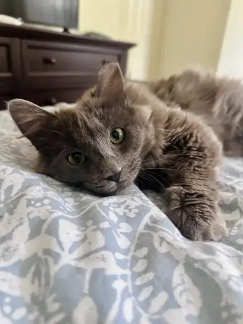 Puff Ball photo 4