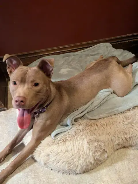 Maisy Puppy- Needs Foster Home photo 2