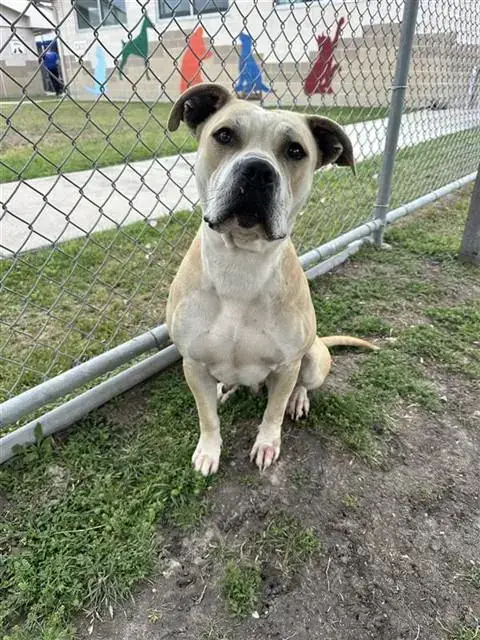 Nala