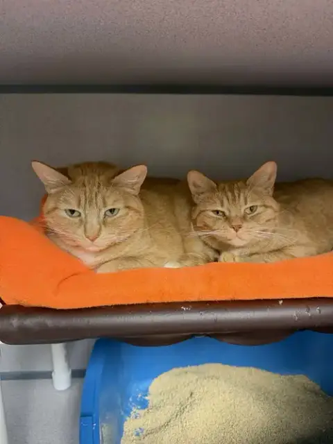Paprika & Cayenne