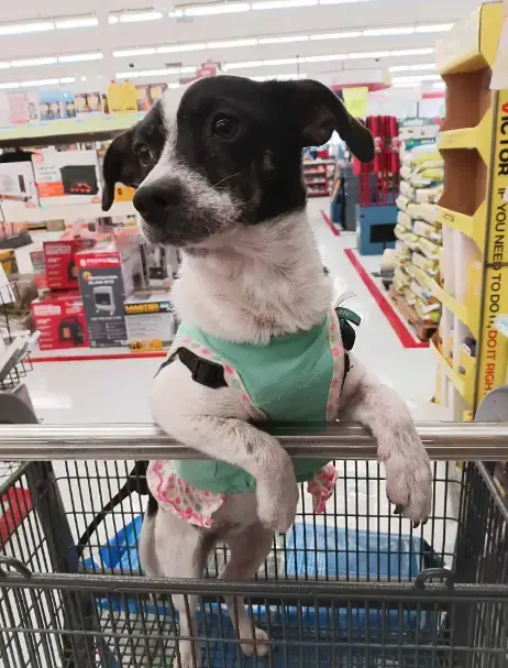 Pixie In Tx