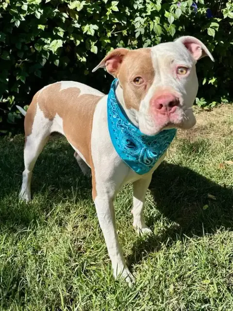 Ziggy