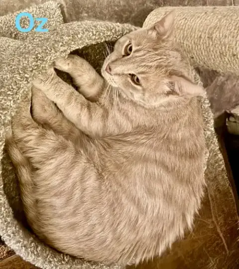 Oz