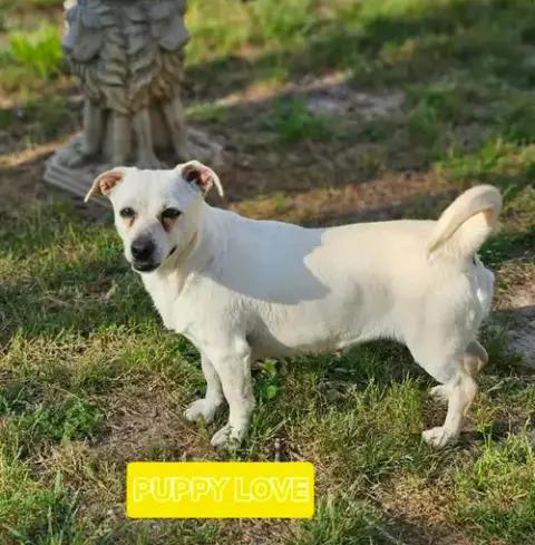Puppy Love In La