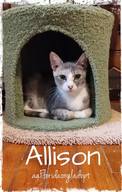 Allison photo 3
