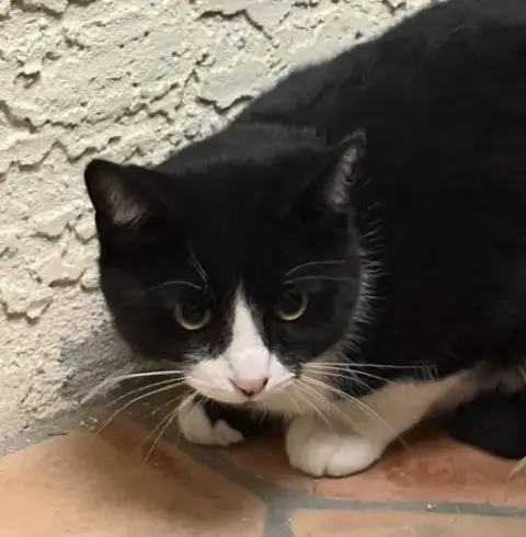 Tux Mcfluff photo 4