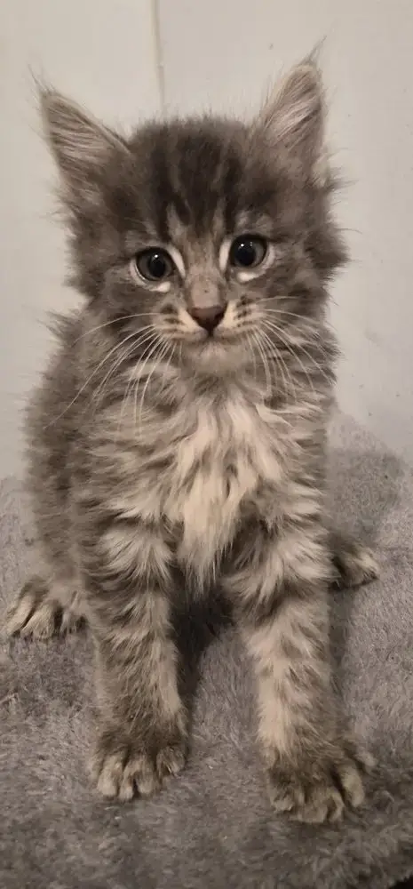 Willow