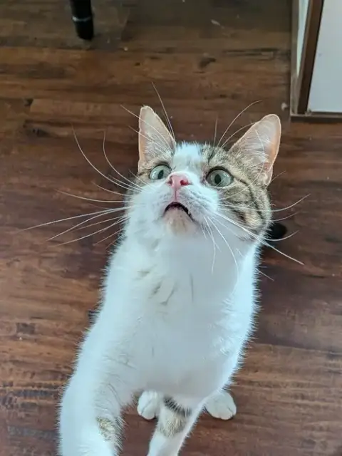 Bagel Bite