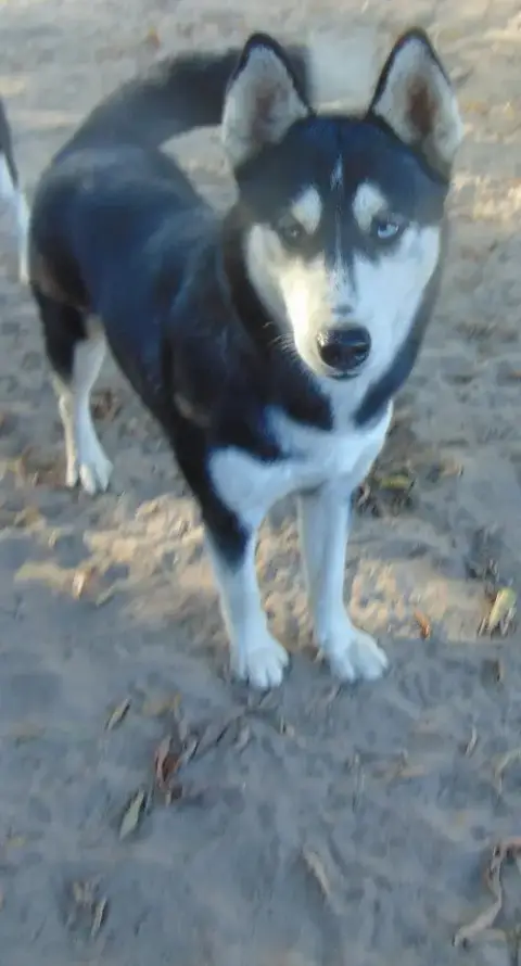 Myra