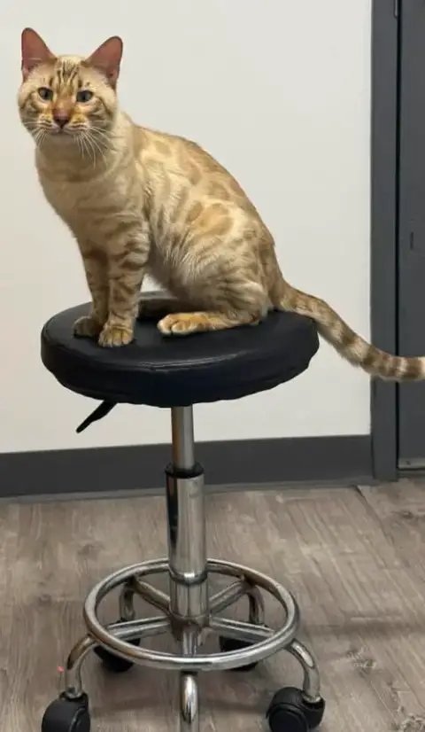 Rollins:  Bengal photo 2