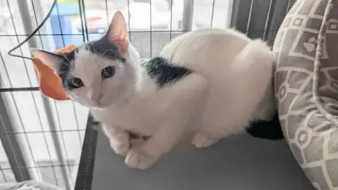 Houdini