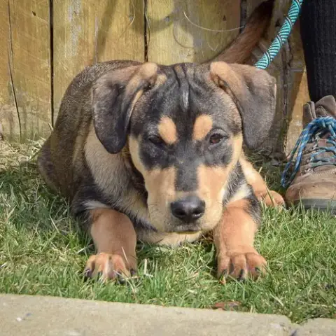 Thor photo 4